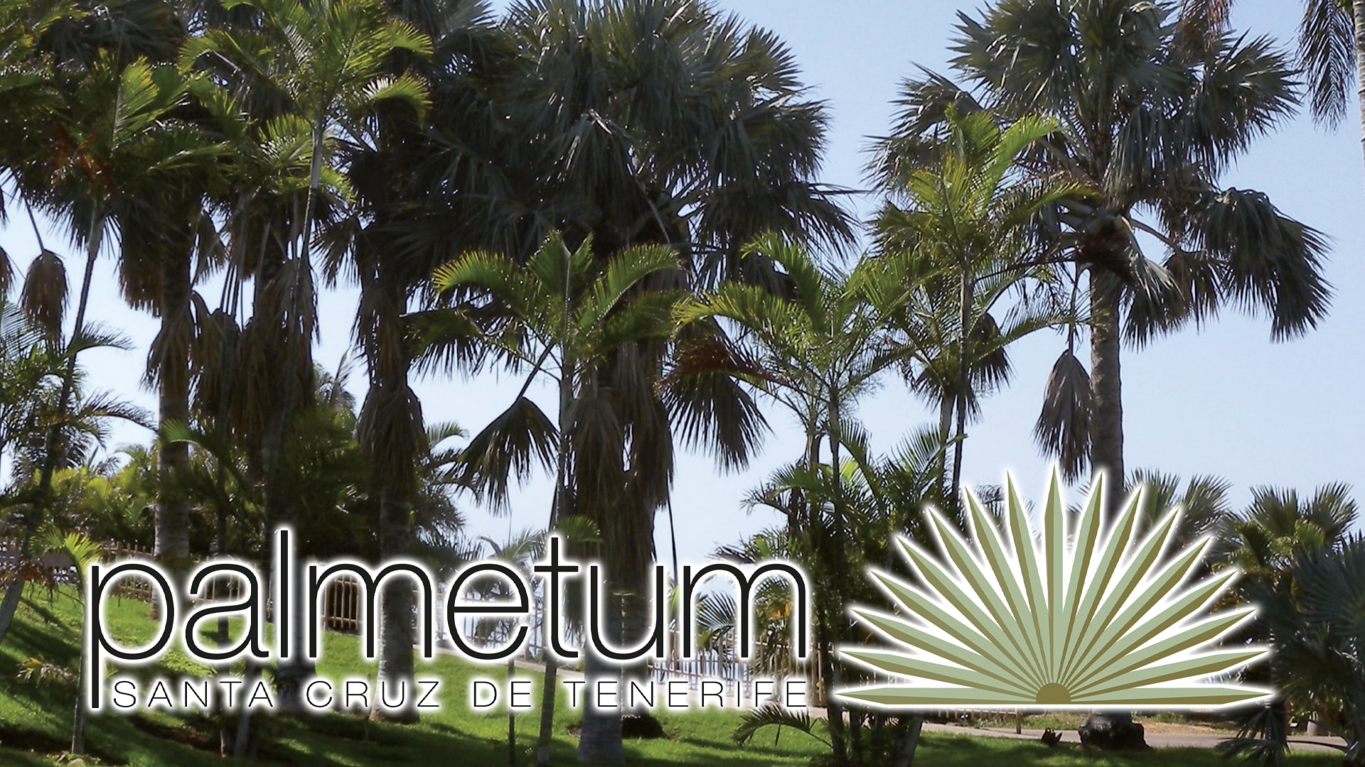 Palmetum Santa Cruz Tenerife